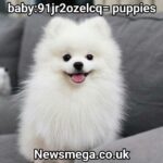 ⁠baby:91jr2ozelcq= puppies