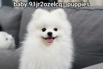 ⁠baby:91jr2ozelcq= puppies