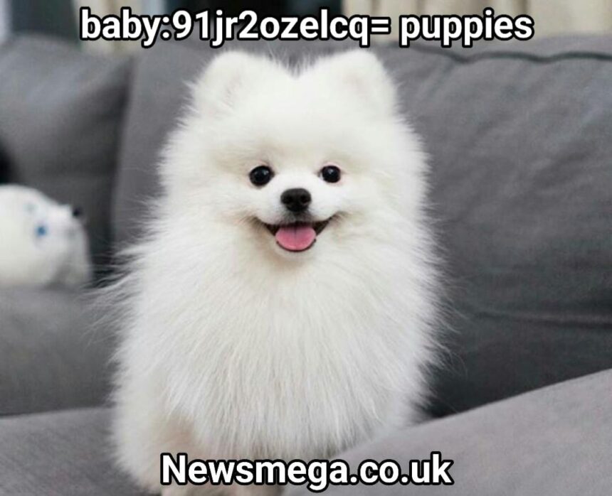 ⁠baby:91jr2ozelcq= puppies